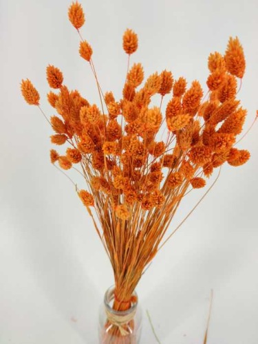 Phalaris orange