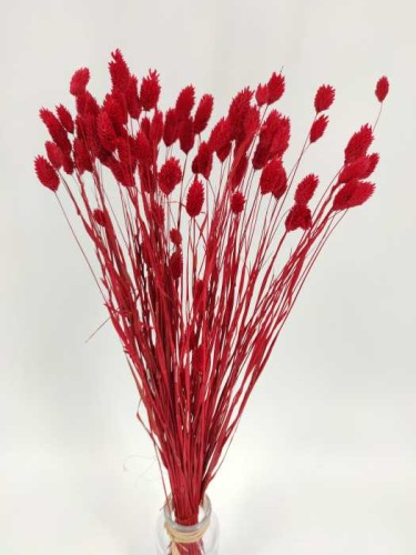 Phalaris red