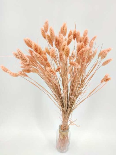 Phalaris babypink