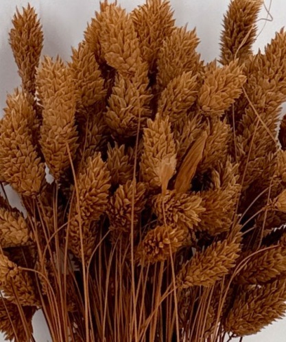 Phalaris terracotta - Dried Flowers