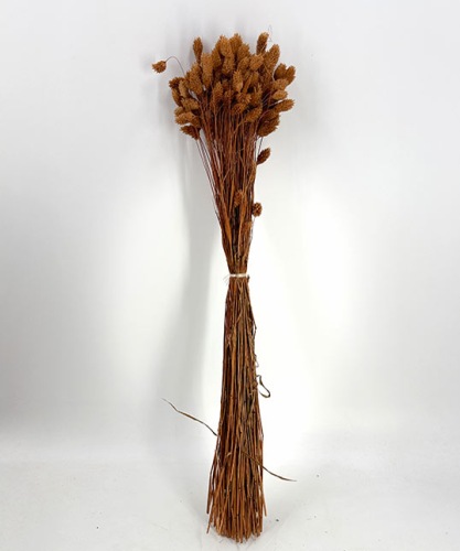 Phalaris terracotta - Dried Flowers