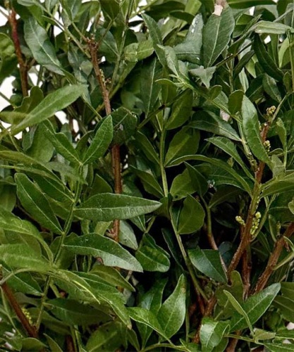 pistacheblad-Pistacia-Biedermeier-bladgroen-bloemschikken-boeketten-dentergem