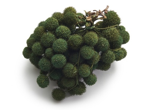 Plataanvrucht Bussel Mosgroen