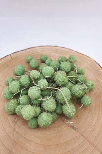 Plataanvrucht Bussel Pastel Groen