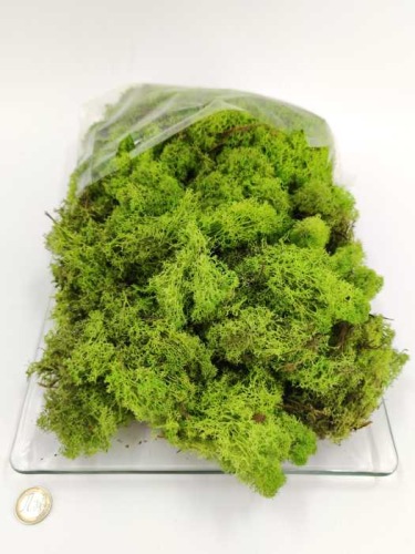 Rendiermos 450 gr. lichtgroen
