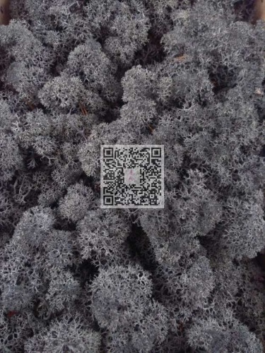 Reindeer moss premium ca. 500 gr. anthracite black