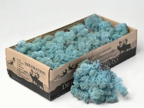 Reindeer moss premium ca. 500 gr. aquamarine