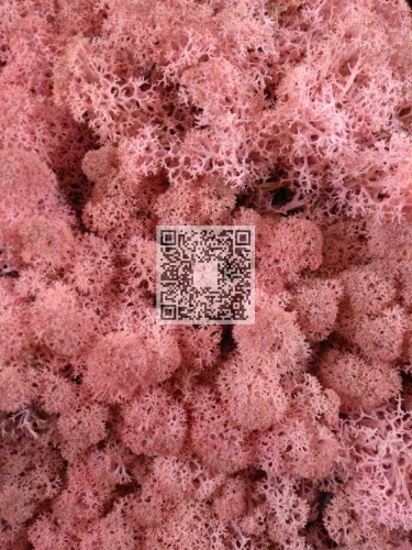 Reindeer moss premium ca. 500 gr. babypink