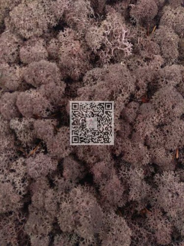 Reindeer moss premium ca. 50 gr. chocolate