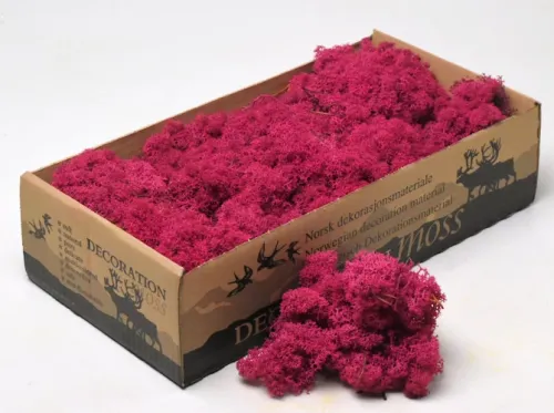 Reindeer moss premium ca. 500 gr. erica
