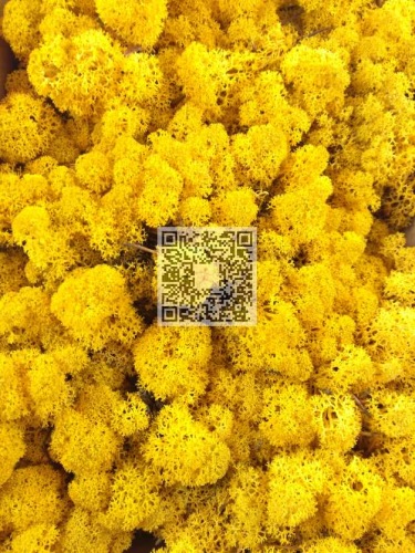 Reindeer moss premium ca. 3 kg. rapeseed yellow