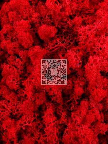 Reindeer moss premium ca. 50 gr. vibrand red