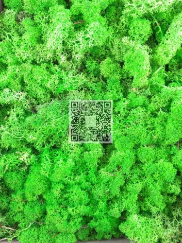 Reindeer moss premium ca. 500 gr. grass green light