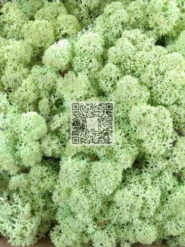 Reindeer moss premium ca. 3 kg. mint green