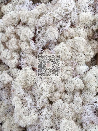 Reindeer moss premium ca. 50 gr. natural