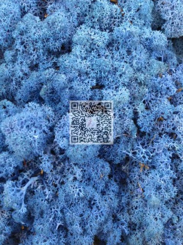 Reindeer moss premium ca. 500 gr. ocean blue