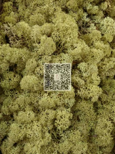 Reindeer moss premium ca. 50 gr. olive green 