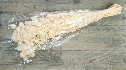 Wild Scabiosa Gepreserveerd Gebleekt 100 gr.