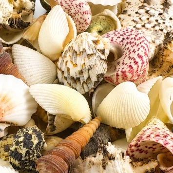 Schelpen mix large 3-7 cm 1 kg - Bloemschikmateriaal - dentergem