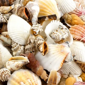 Schelpen mix medium 3-5 cm 1 kg - bloemschikmateriaal - Dentergem