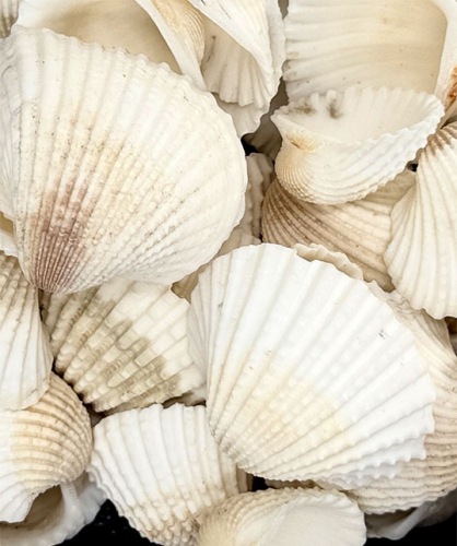 White Chippie small 200 gr.