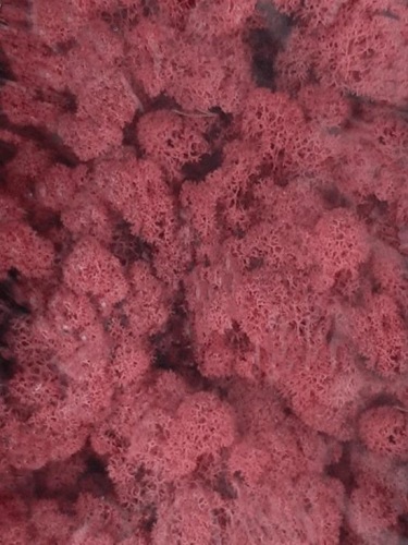Reindeer moss premium ca. 500 gr. siena