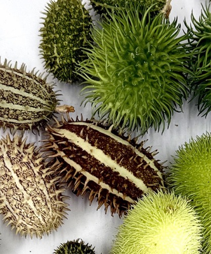 Sierfruit-cucumis-mix