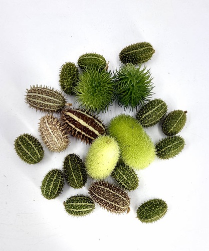 Sierfruit-cucumis-mix