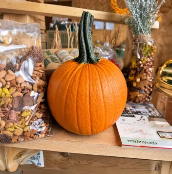 Sierkalebas Cucurbita Halloween 20-25 cm - Dentergem - bloemschikmateriaal
