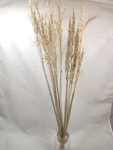 Sorghum T bleached