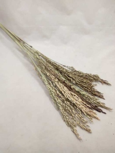 Sorghum T natural