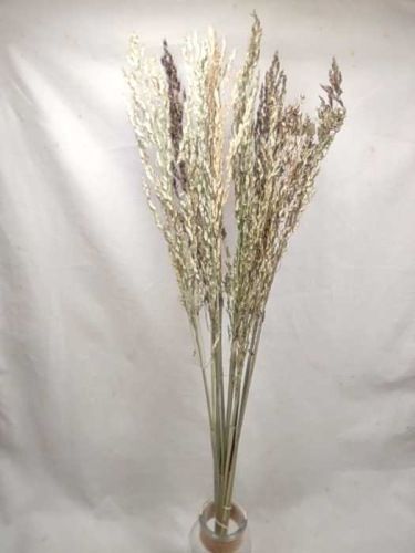 Sorghum T natural