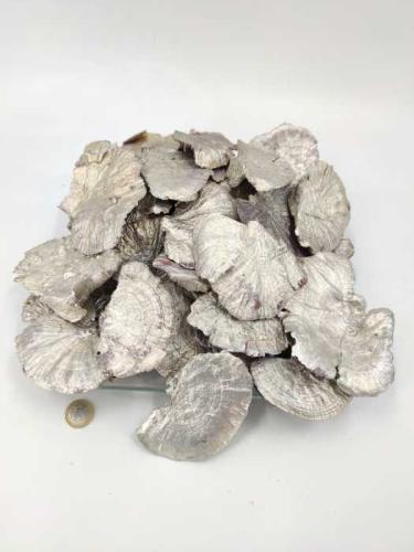 Sponge mushroom small 8-10 cm platinum 500 gr.