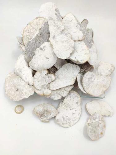 Sponge mushroom small 8-10 cm white-wash 500 gr.