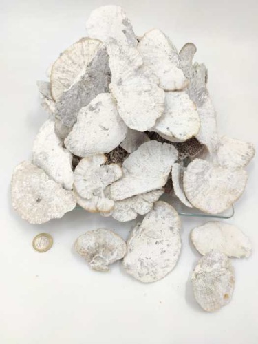 Elfenbankje (sponge mushroom) klein 8-10 cm white wash 500 gr.