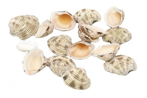 Coquillage de plage naturel. 800 gr.