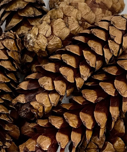 STROBUS-NATUREL-15-STUKS