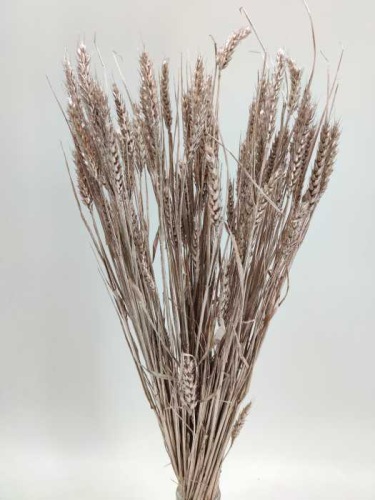 Triticum champagne