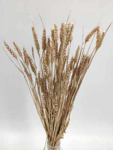 Triticum old gold