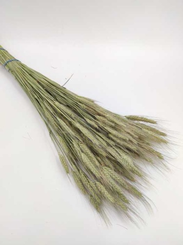 Triticale naturel