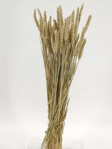Triticum natural sunbleached