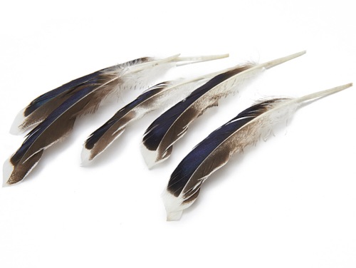 Plumes de canard 10-15 cm 50 p.