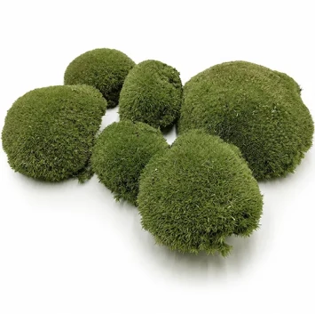 VERS BOLMOS 30x40 CM ong 1500 gram bloemschikmateriaal dentergem