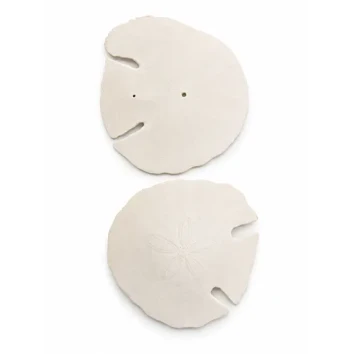 Zanddollar Arrowhead 12-15 cm 4 st - bloemschikmateriaal - dentergem
