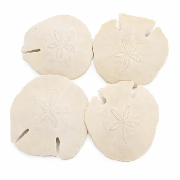 Zanddollar Arrowhead 12-15 cm 4 st - bloemschikmateriaal - dentergem