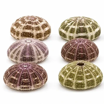 Zee egel 6-8 cm (Sea urchin alfonso) 10 st - Bloemschikmateriaal - Dentergem