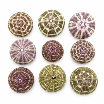 Zee egel 6-8 cm (Sea urchin alfonso) 10 st - Bloemschikmateriaal - Dentergem