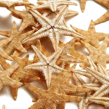 zeester 3-7 cm 100 stuks - bloemschikmateriaal - Dentergem
