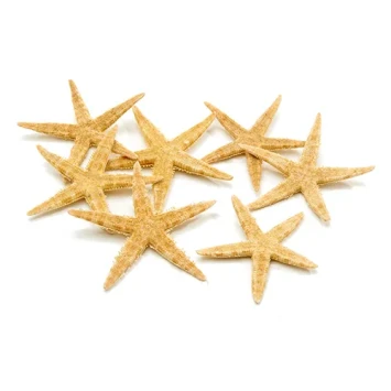 zeester 5-7 cm sugar starfish - bloemschikmateriaal - Dentergem